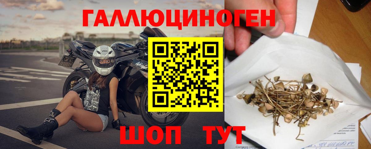 Артём  Галлюциногенные грибы Psilocybine cubensis  Вход с VPN 